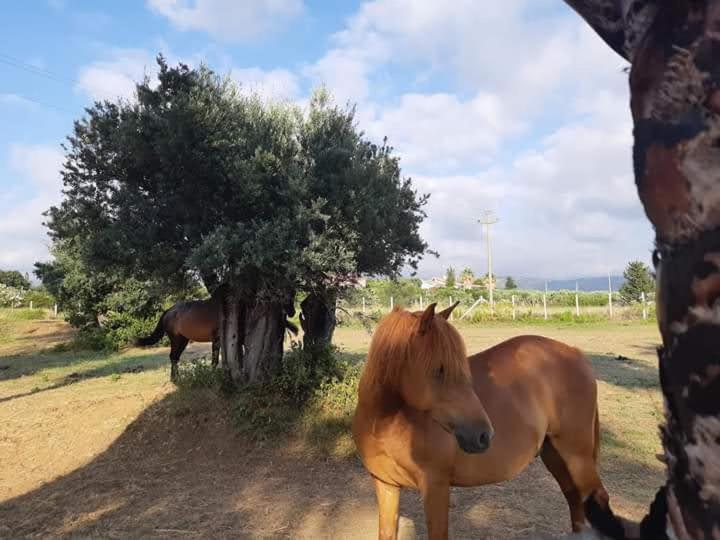 Affittacamere Villa Brazzano Scalea Exterior foto